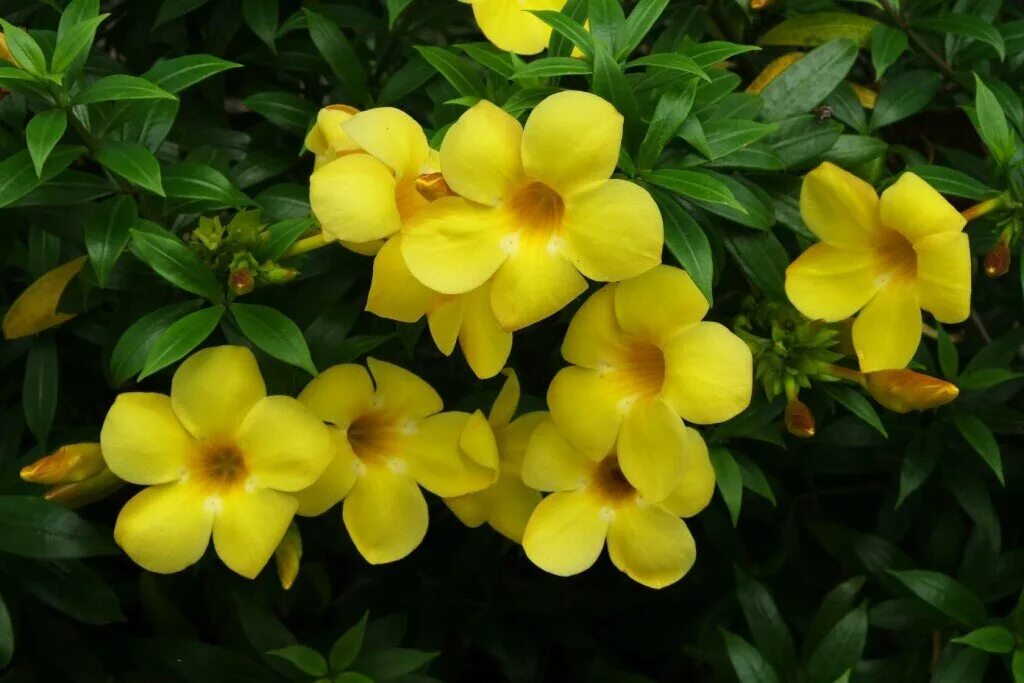 Очаровательный растение. Allamanda neriifolia. Алламанда слабительная. Алламанда олеандролистная.