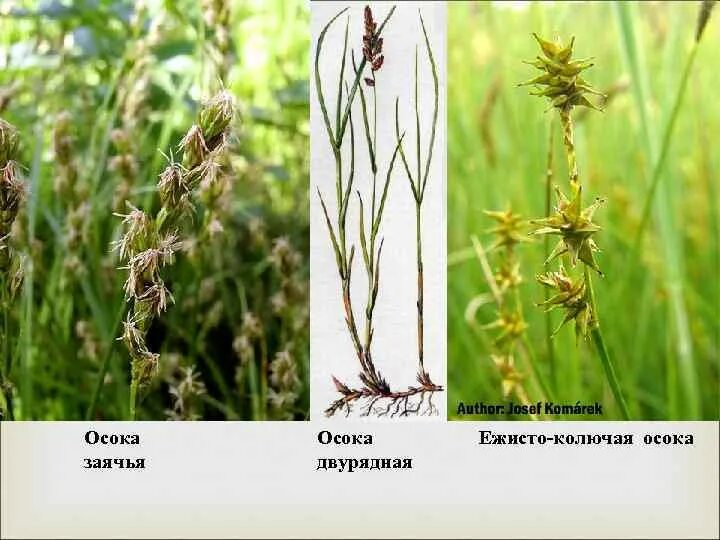 Осока ежисто-колючая. Осока хирта. Осоковые кормовые растения. Осока семейство. Осока парвская.