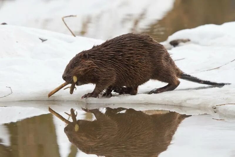 Бобер из пластилина. Фото большого бобра. Обыкновенный бобр. Воронежский заповедник ондатра. Игрушки из березы.