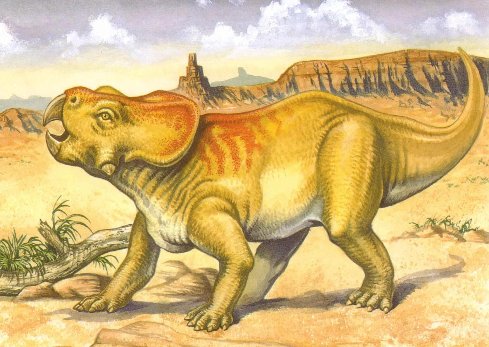 Протоцератопс. Протоцератопс Мегалозавр. Динозавры картинки. Картина динозавры.
