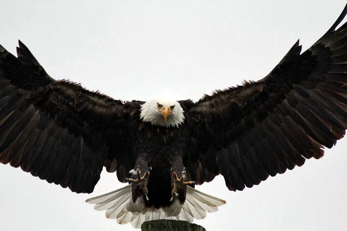 White tailed Eagle. Scary Eagle. Сонный Орел. Два орла резьба по дереву Aguila. Сонного орла вид связи