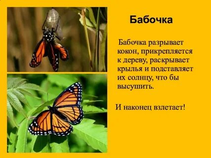 Проект бабочки