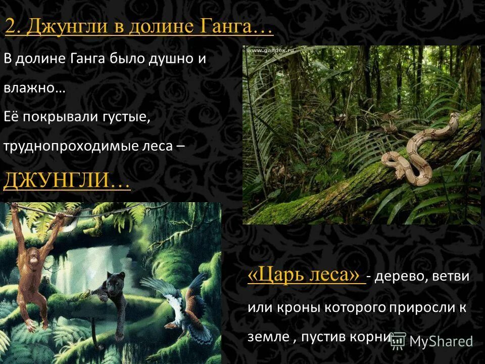 что представляли собой джунгли на берегах ганга. что представляли собой джунгли на берегах ганга. какую пользу джунгли могли принести людям. деревни среди джунглей в индии. джунгли на берегах ганга.