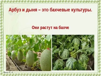 Дыня ударение