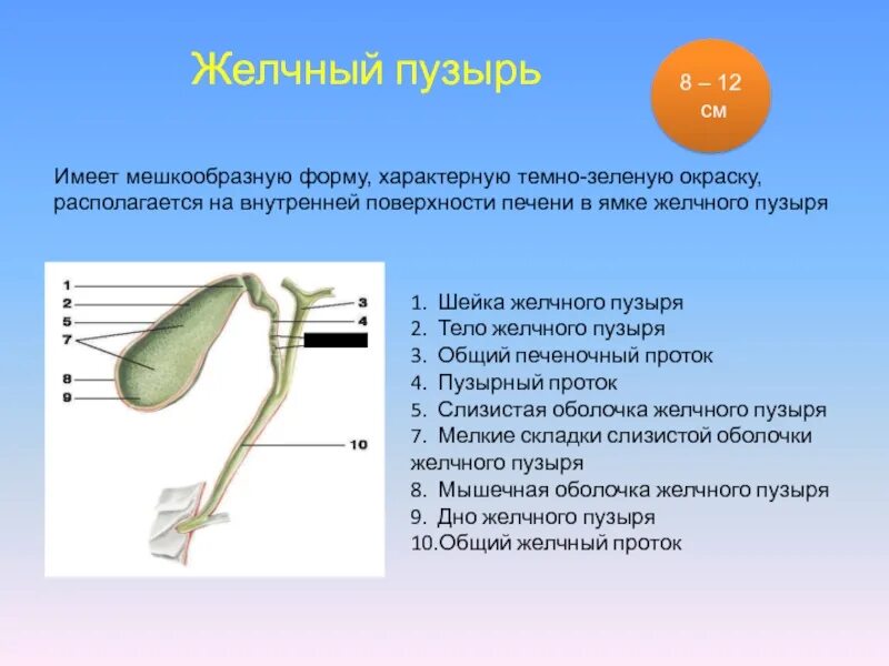 Слизистая оболочка желчного пузыря. Оболочки желчного пузыря. Складка слизистой оболочки желчного пузыря. Мышечная оболочка желчного пузыря.