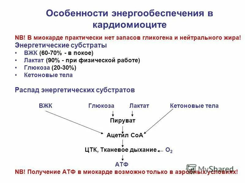 субстраты энергетического обмена
