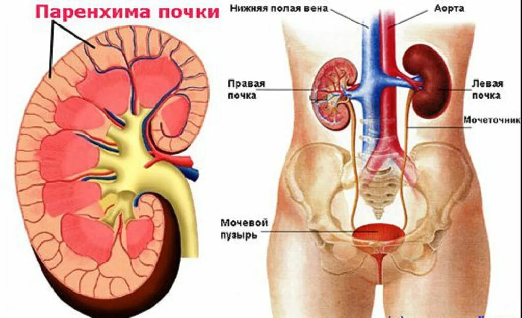 Изменение левой почки. Средняя треть паренхимы почки. Строение паренхимы почки анатомия. Нижняя треть паренхимы почки. Паренхима правой почки 1.