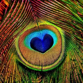 As happy as a peacock