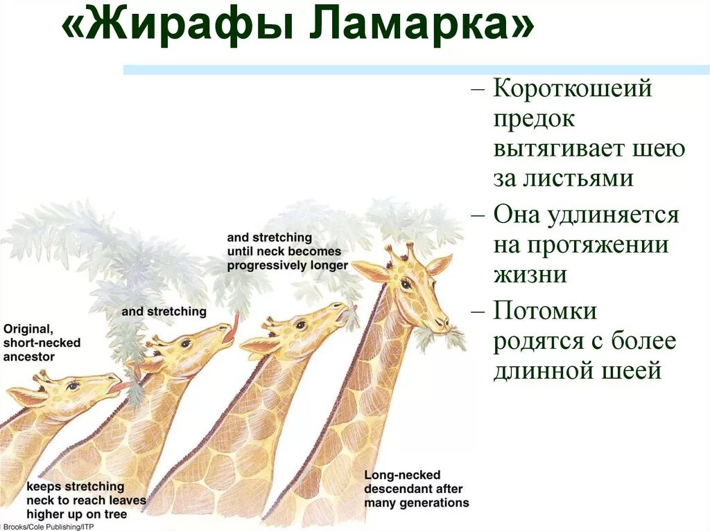 Что по ламарку является причиной появления длинной. Теория эволюции Ламарка Жирафы. Эволюционная теория Ламарка Жираф. Ламарк теория Жираф. Эволюционная теория ж б Ламарка Жирафы.