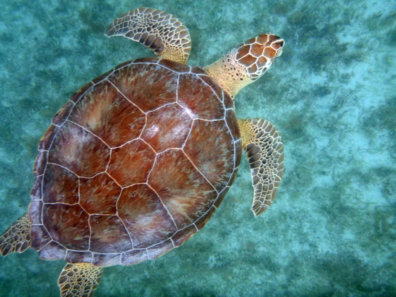 Turtle rise. Водоплавающая черепаха морская. Панцирь морской черепахи. Черепаха бисса панцирь. Суматранская черепаха.