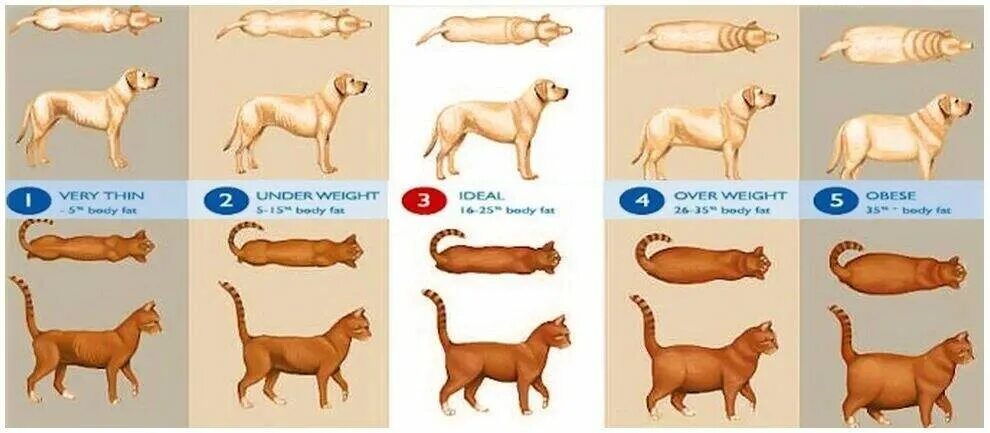 Индекс массы тела собаки. Стадии ожирения у собак таблица. Степени ожирения у собак. Упитанность кошек. Оценка упитанности собак и кошек.