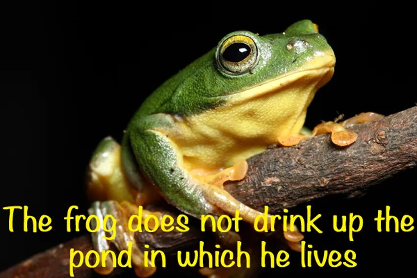 What if your girl was a frog прохождение. Sad frog джойстиком. What the frog doing. Eat that frog by brian tracy. What's the frog.