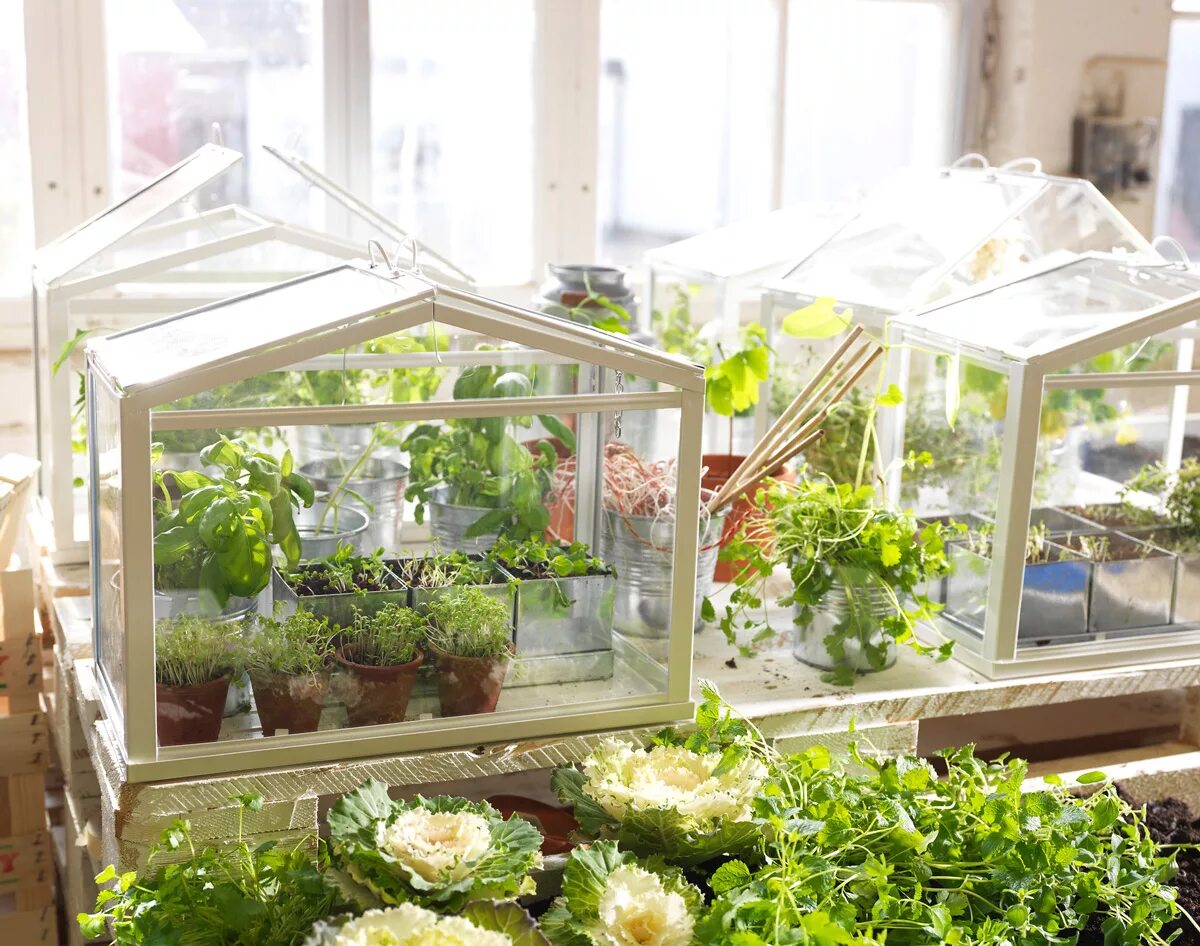 Теплица на балконе. Мини оранжерея икеа. Парник для рассады zb15 Victorian Style Greenhouse small. Мини теплица Greenhouse. Мини теплица Greenhouse для квартиры.