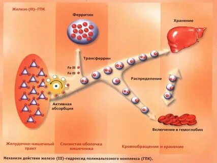 Железо и ферритин в чем отличие