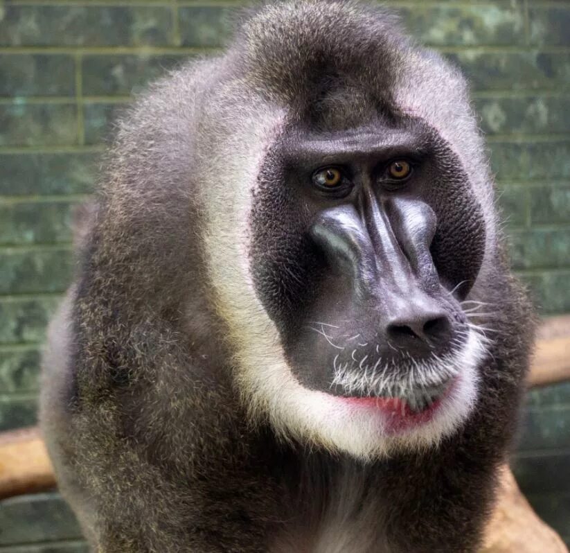 Drill monkey