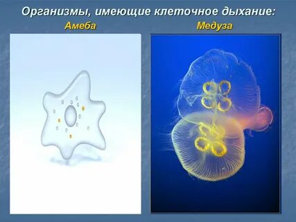 Амеба дышит всем телом
