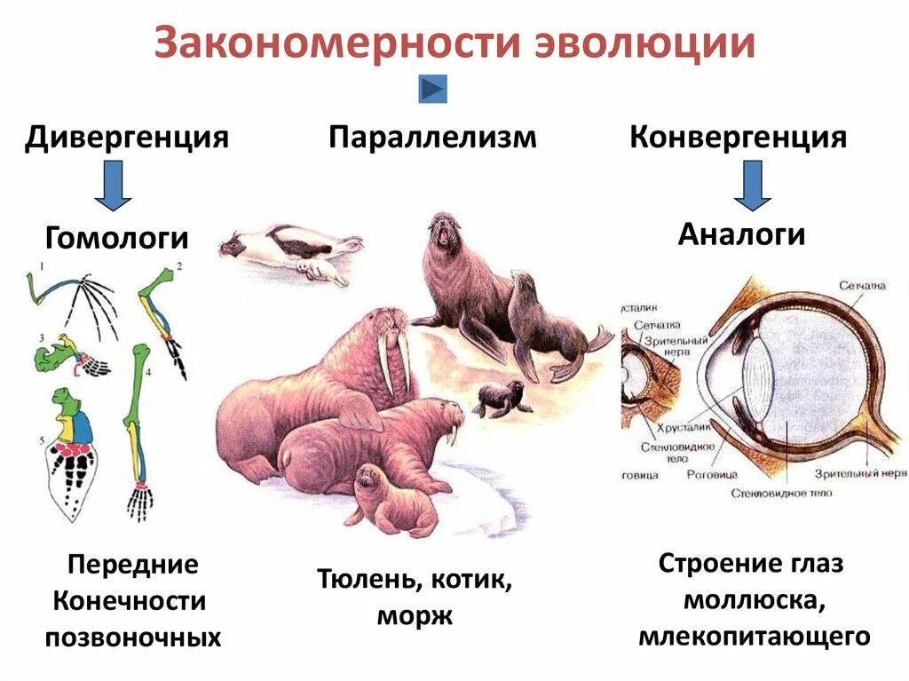 Типы эволюционных изменений параллелизм конвергенция дивергенция. Дивергенция и конвергенция параллелизм в биологии. Эволюционные процессы конвергенция и дивергенция ЕГЭ. Закономерность эволюции конвергенция.