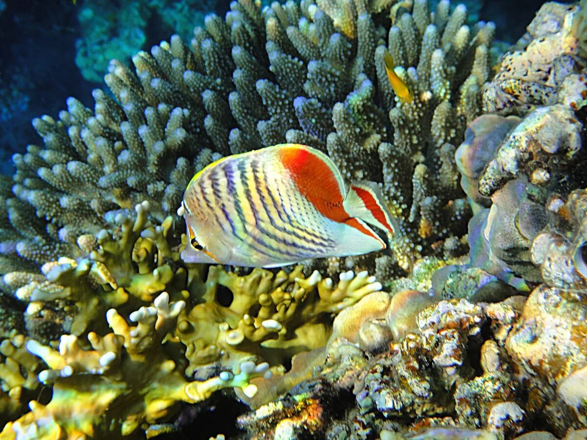 Красный морской обитатель. Рифы в Египте. Коралловые рифы красного моря в Египте. Рифы и рыбы в Египте. Рыбки коралловых рифов в Красном море.