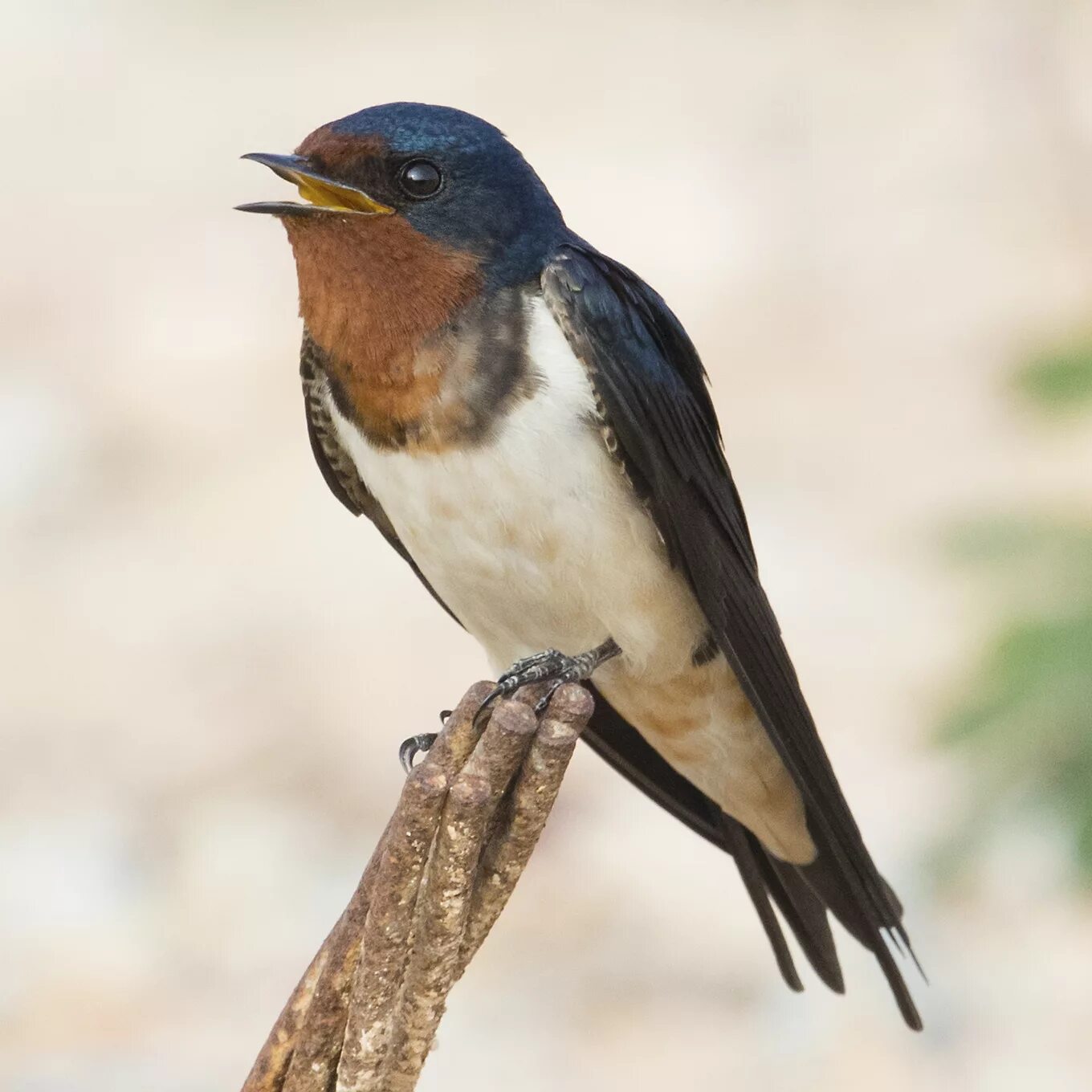 Деревенская Ласточка – Hirundo Rustica. Деревенская Ласточка Касатка. Насекомоядные птицы Ласточка. Степные ласточки.