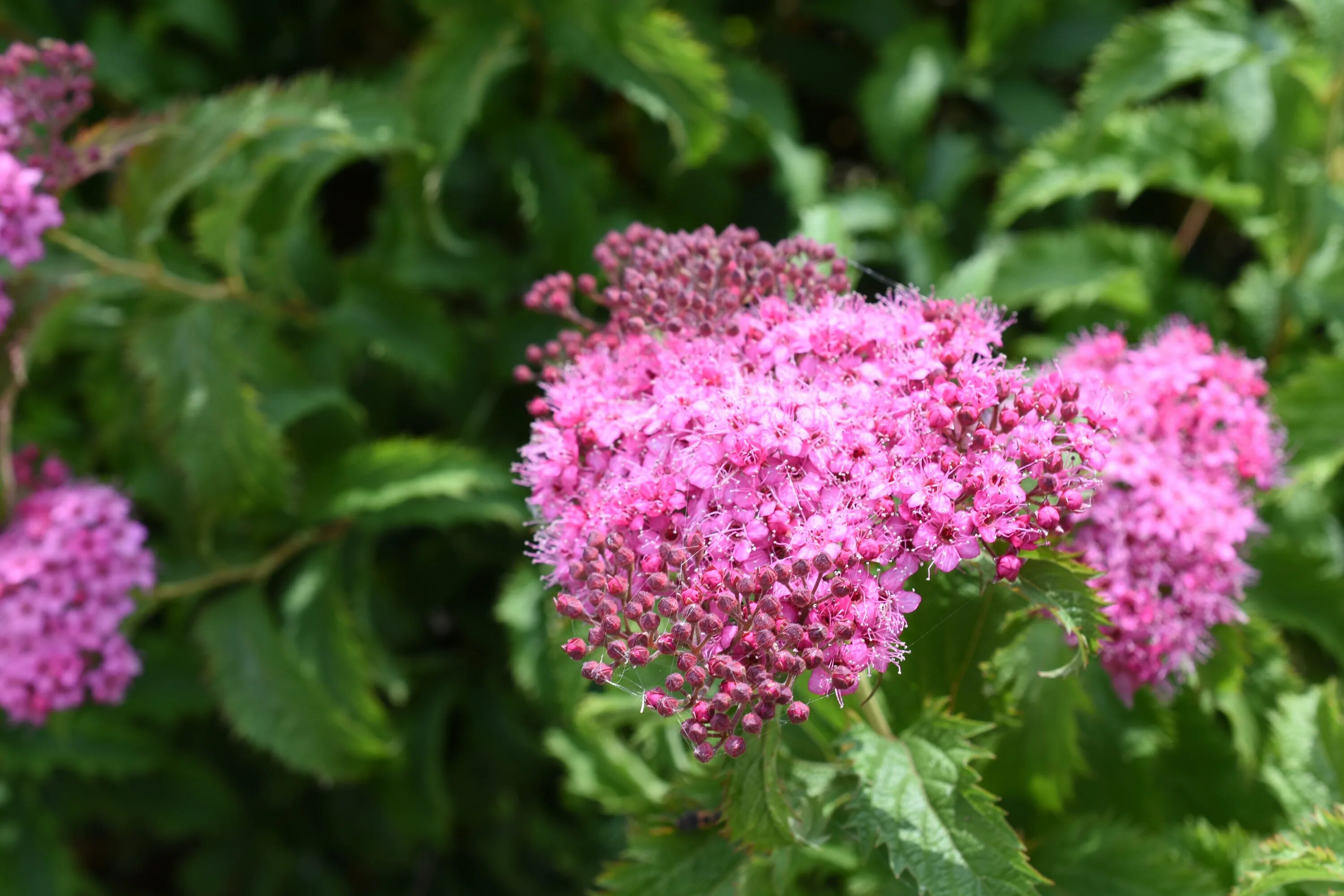 Ханы растения. Аффикс цветок. Фото приделанный цветок. Han Han Flower. Ханы цветы