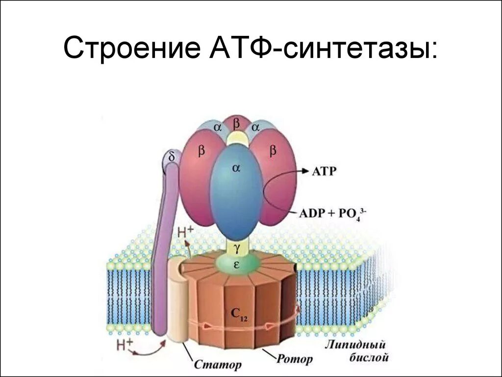 Строение протонной АТФ синтетазы схема. Строение АТФ синтазного комплекса. Схема строения АТФ синтазы. АТФ синтетаза строение.