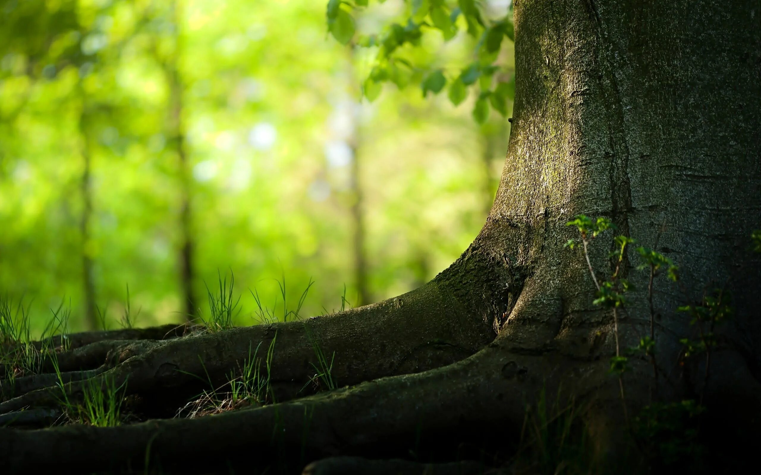 Natural tree. Природа. Деревья в лесу. Красивый лес. Лес фон.