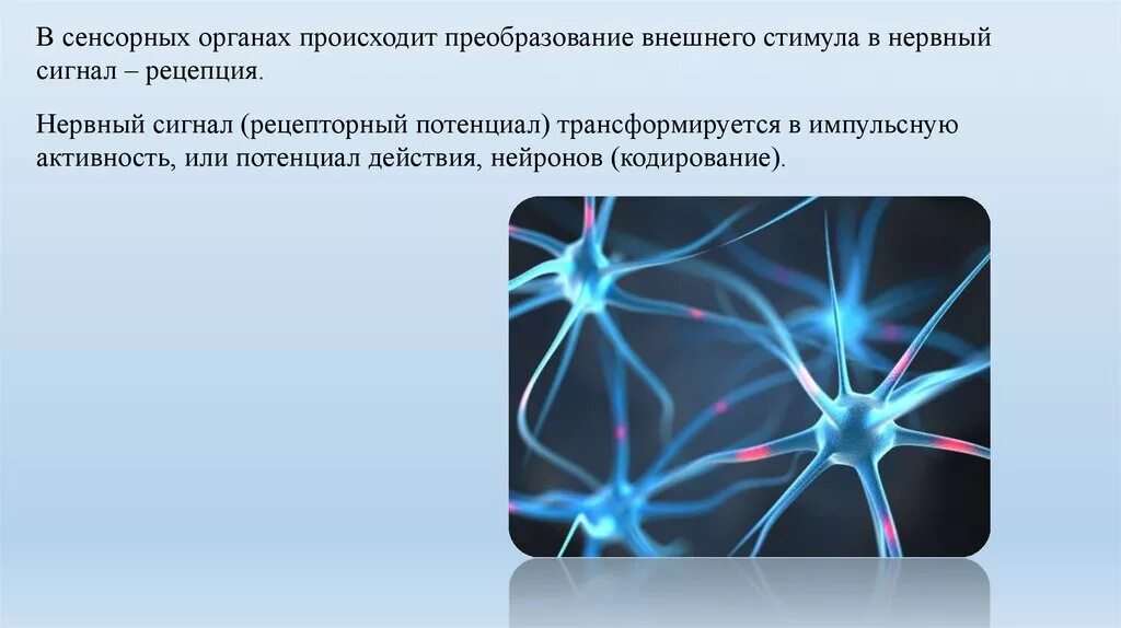 В источнике происходит преобразование. Кодирование сенсорной информации в нервной системе. Кодирование сигнала в сенсорных системах. Кодирование информации в нервной системе физиология. Механизм кодирования информации в нервной системе.