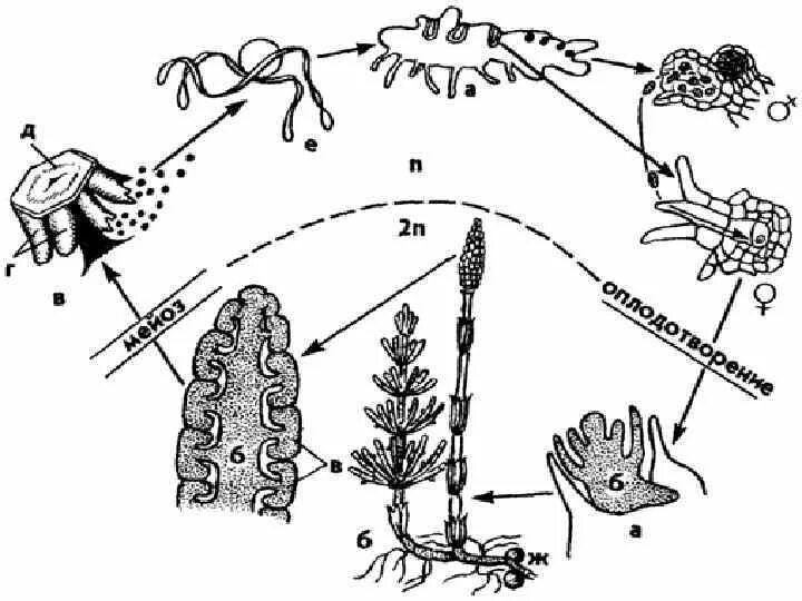 Хвощи размножаются. Схема развития хвоща полевого. Жизненный цикл хвощевидных схема. Жизненный цикл хвоща полевого схема. Размножение хвощевидных схема.