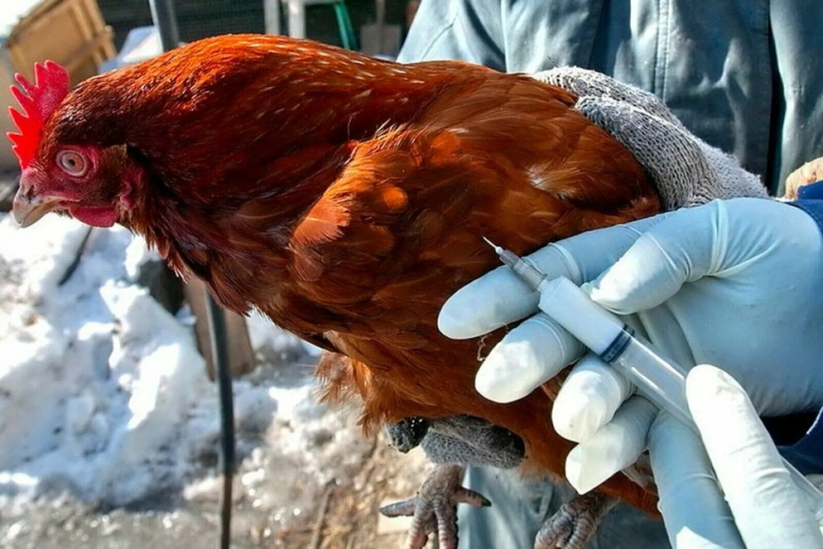 Грипп птиц болезнь. Грипп птиц болезнь Ньюкасла. Высокопатогенный грипп птиц болезнь. Птичий гриб.