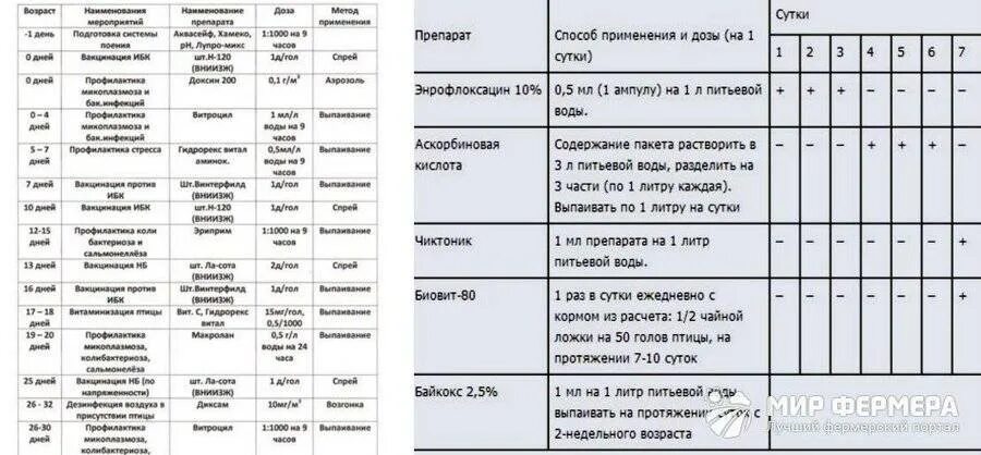 Пропойка цыплят с первого дня. Схема пропойки индюшат с первых дней жизни. Схема выпойки бройлеров антибиотиками и витаминами. Схема выпойки индюков. Схема выпойки индюшат.