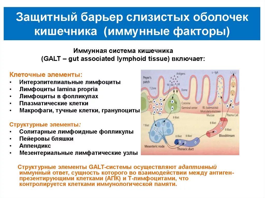 Иммунные клетки кишечника