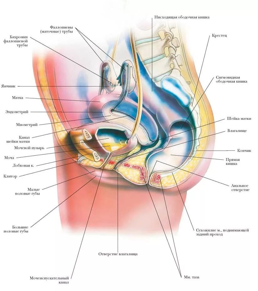Анатомический атлас репродуктивная система. Репродуктивная система женщины клитор. Анатомия женской половой системы клитер. Женская репродуктивная система анатомия. Наружные органы женской половой системы