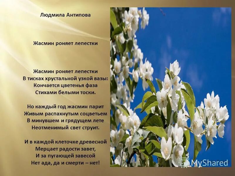 стих белая страница. есенин белая береза 3 класс. есенин береза. лиса заметает следы хвостом. стих белая страница.