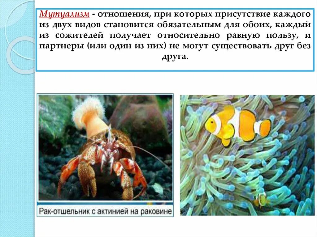 Мутуализм это в биологии примеры - Telegraph