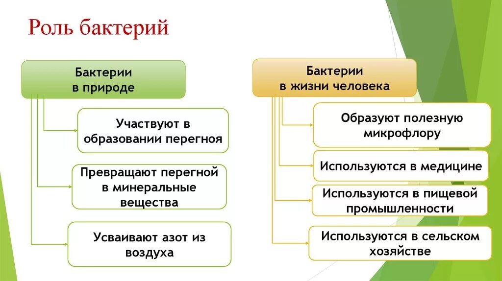 Какие функции выполняют бактерии в организме человека. Роль бактерий в природе и жизни человека кратко. Функции бактерий в природе. Схема значение бактерий 5. Роль бактерий в природе 5 класс биология кратко.