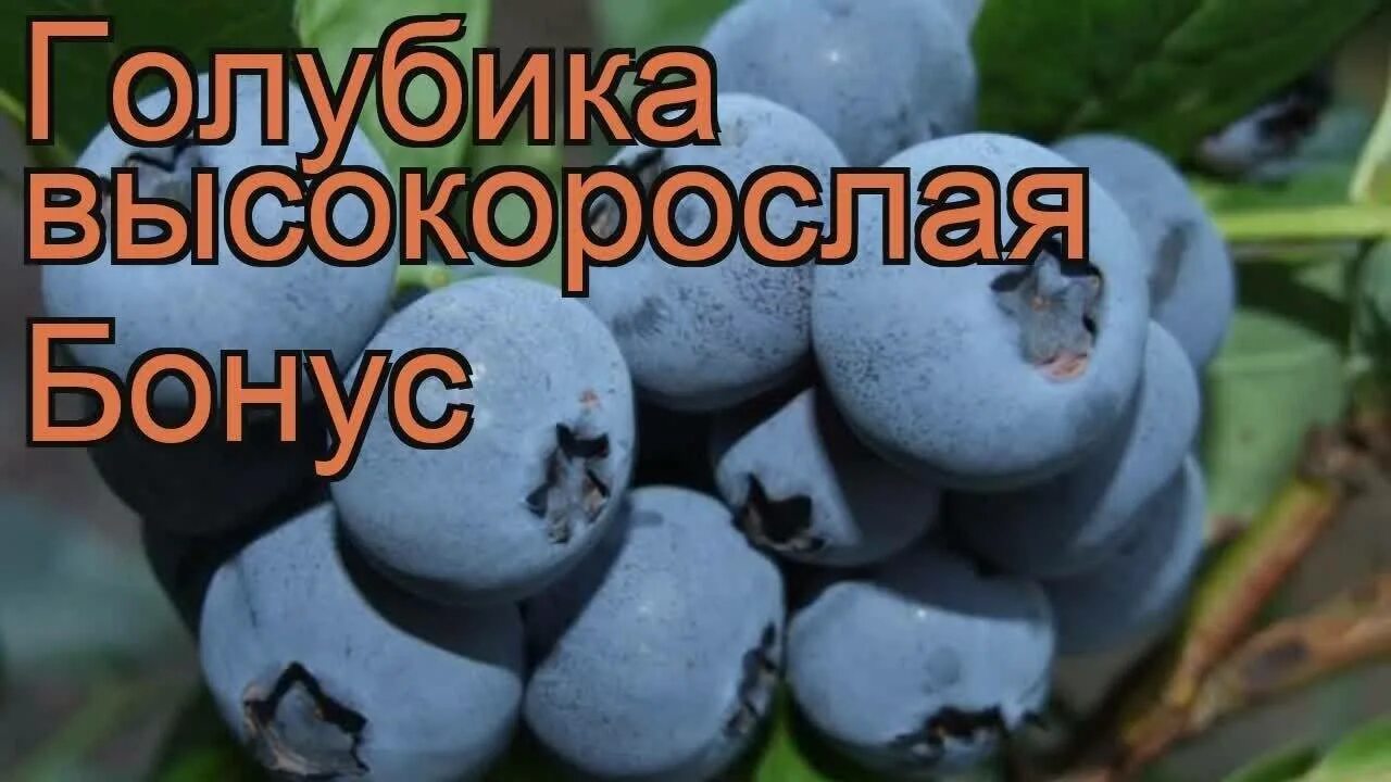 Голубика бонус описание отзывы