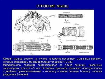 Скелетная мышечная образована