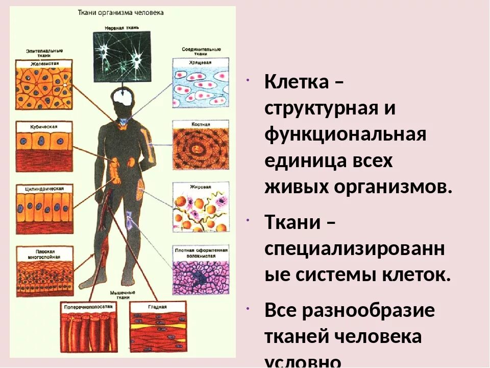 Основное группа ткани человека. Ткани организма человека. Ткани человека. Строение тканей человеческого организма. Виды тканей в организме человека.