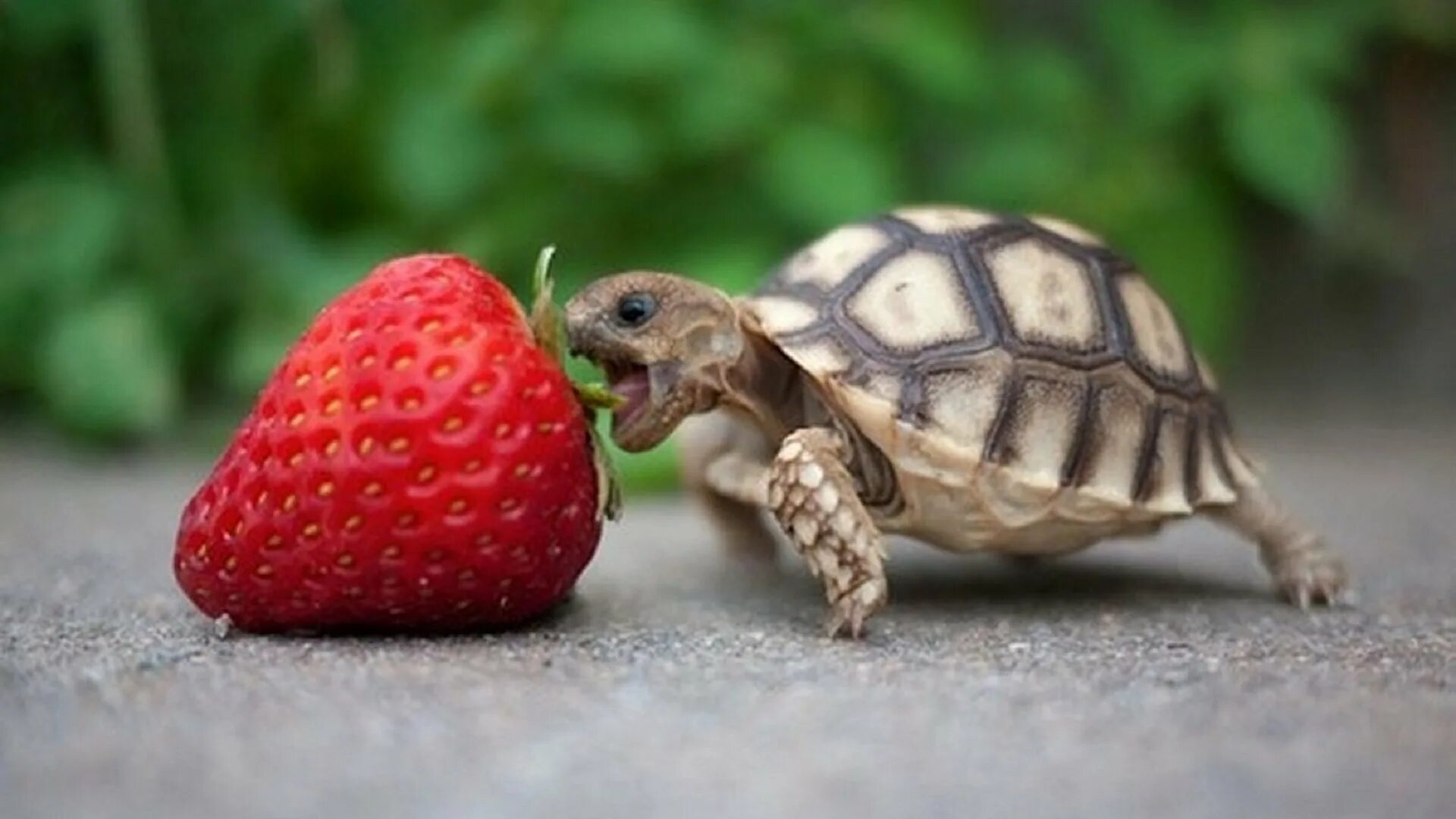 Make the turtle