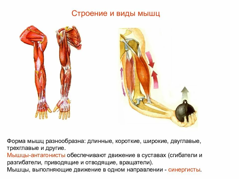 Мышцы выполняющие противоположные. Мышцы антагонисты сгибатели разгибатели. сгибатель разгибатель санергист. мышцы антагонисты движения в суставах. мышцы синергисты строение.