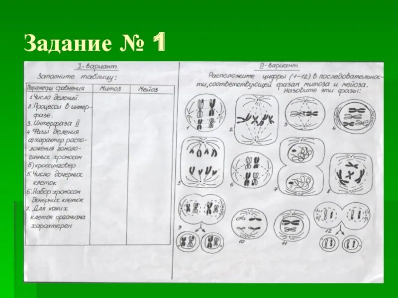 Мейоз тест 10 класс биология. Митоз мейоз ЕГЭ биология схема. ЕГЭ по биологии митоз и мейоз фазы. Задания на фазы митоза и мейоза. Мейоз схема ЕГЭ.