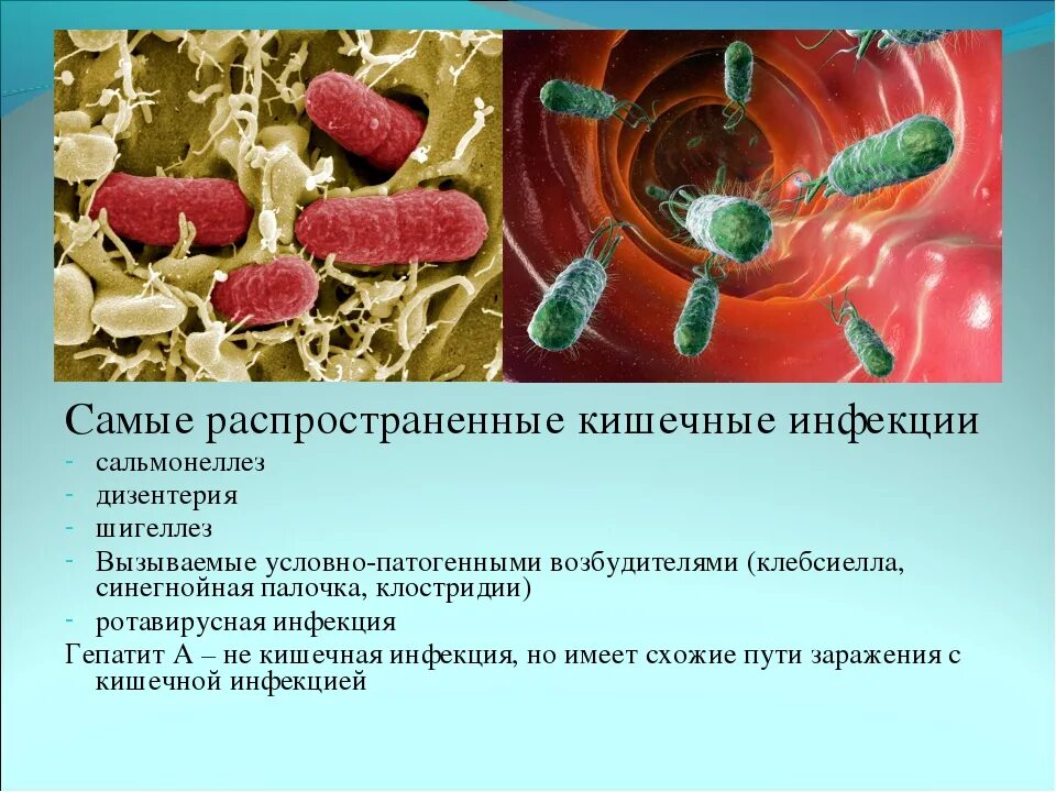 Какие бывают инфекции. Профилактика возбудителей дизентерии. возбудители желудочно-кишечных инфекций. профилактика возбудителей бактериальных кишечных инфекции. острые кишечные инфекции сальмонеллез.