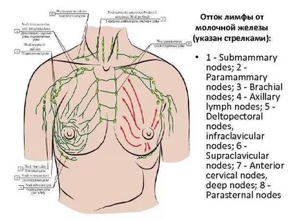 Лимфоузлы на грудине у женщин