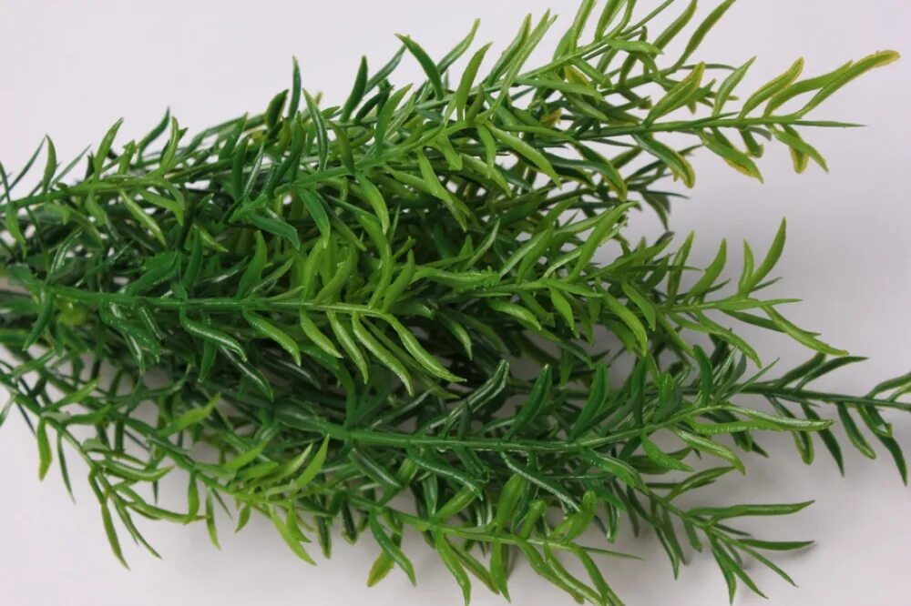 Полынь зеленое. Полынь обыкновенная variegata. Полынь обыкновенная. Полынь понтийская. Полынь зеленое.