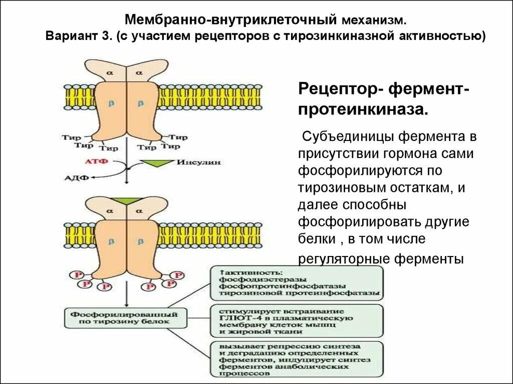 Гормоны мембранно внутриклеточного механизма. Тирозиновая протеинкиназа Рецептор инсулина. Схема действия инсулина через Рецептор с тирозинкиназной. Строение тирозинкиназного рецептора. Сигнала фермент