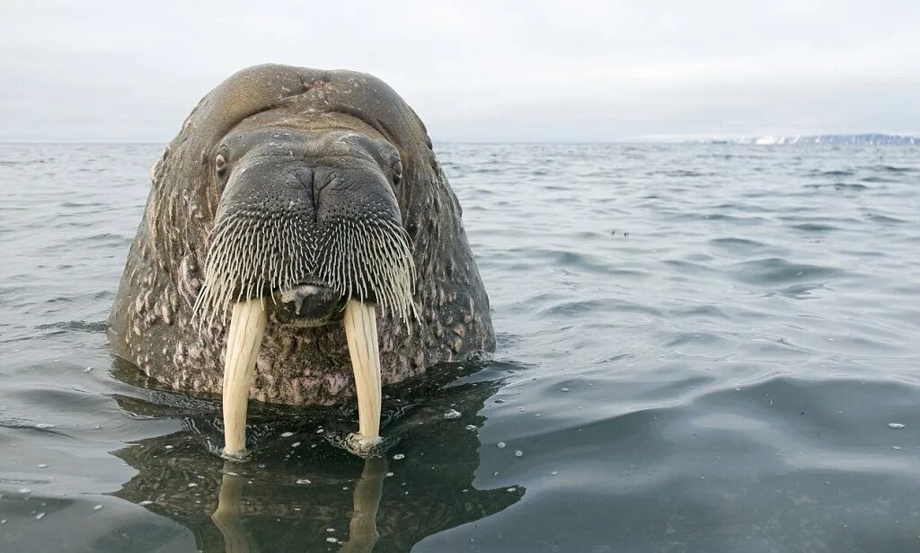 Морж (Odobenus rosmarus). Лаптевский морж. Атлантический морж.