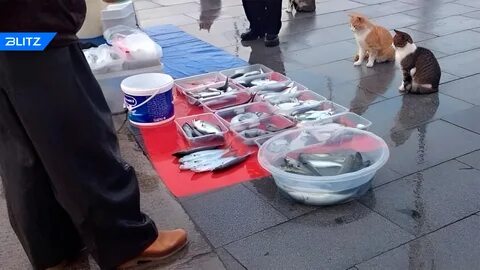 Рыбом продаете
