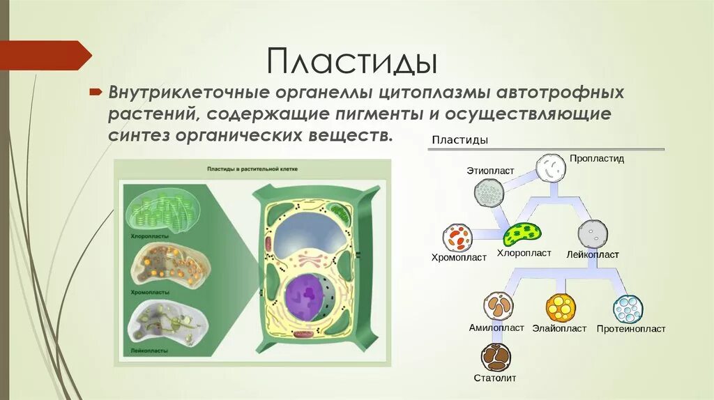 Автотрофное питание клетки органоид. Пластиды органоиды растительных клеток. Пластиды в клетках растений 5 класс биология. Функции пластиды клетки 5 класс биология. Обеспечивает автотрофное питание клетки