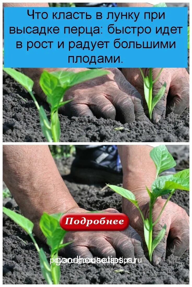 Что положить при посадке перца. Что положить в лунку при высадке перца. что положить в лунки при высадке перцев. посадка перца в лунку. а посадки перца по 2 в лунку.