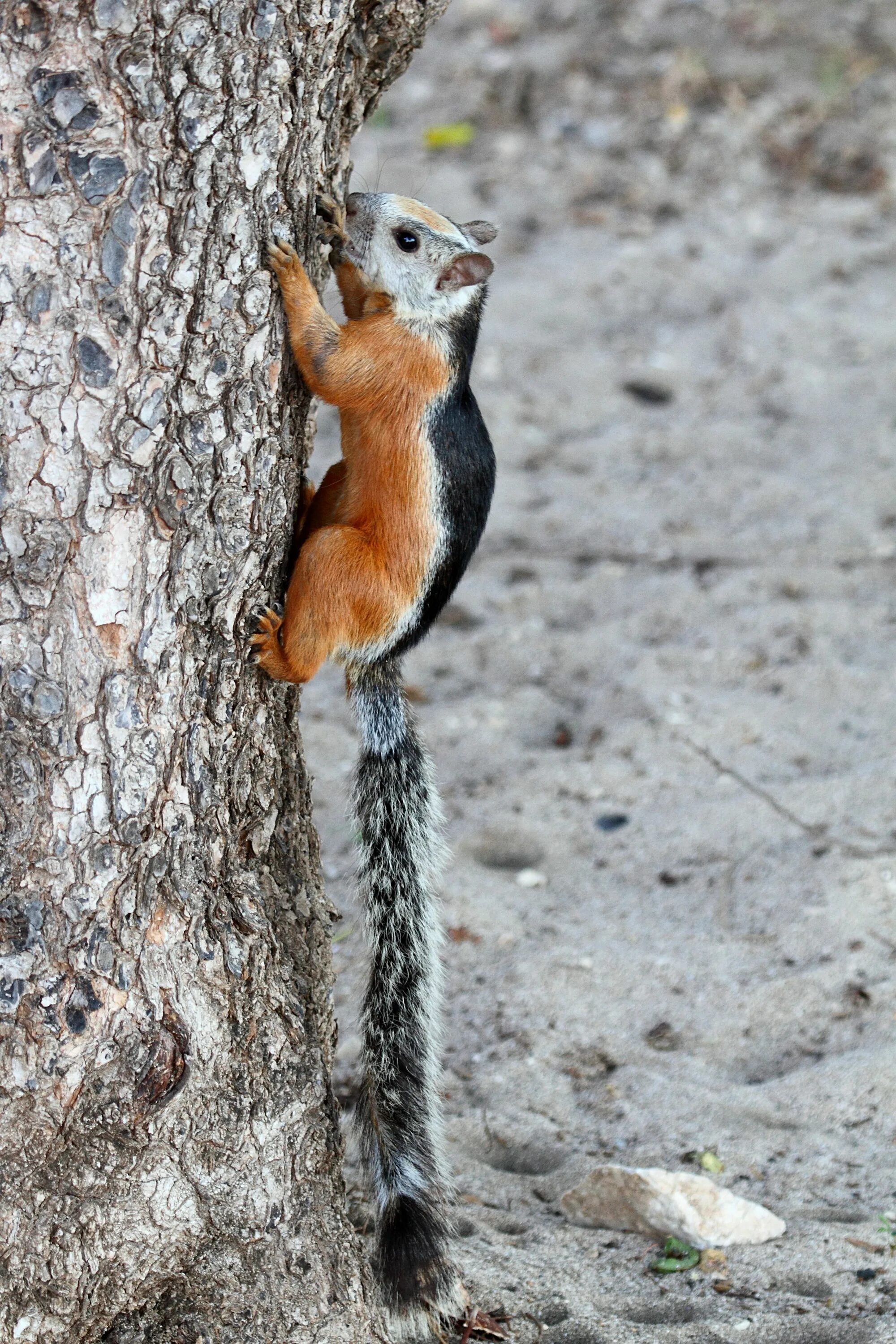 Пестрая белка. Sciurus VARIEGATOIDES. Белка летяга. Пёстрая белка. Пятнистая белка.